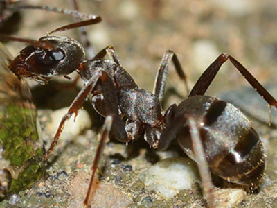 ant-bite-ant-control