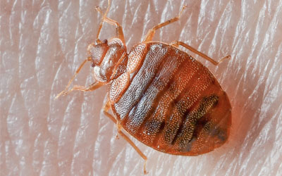 bedbug-control-2