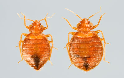 bedbug-control-2