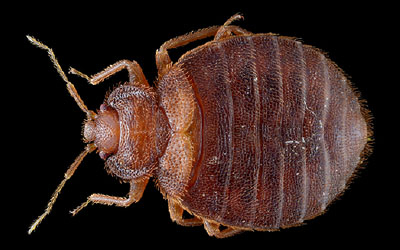 bedbug-control