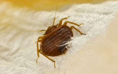 bedbug-control