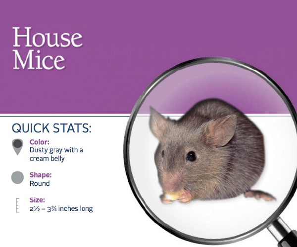 house-mouse