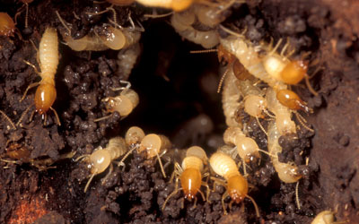 termite-control