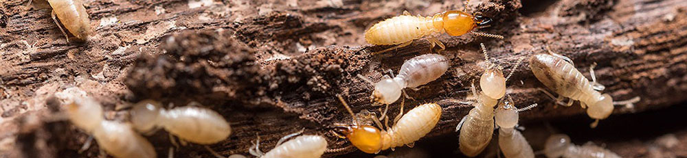 termite-control-long-5