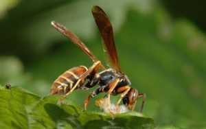 wasps-control